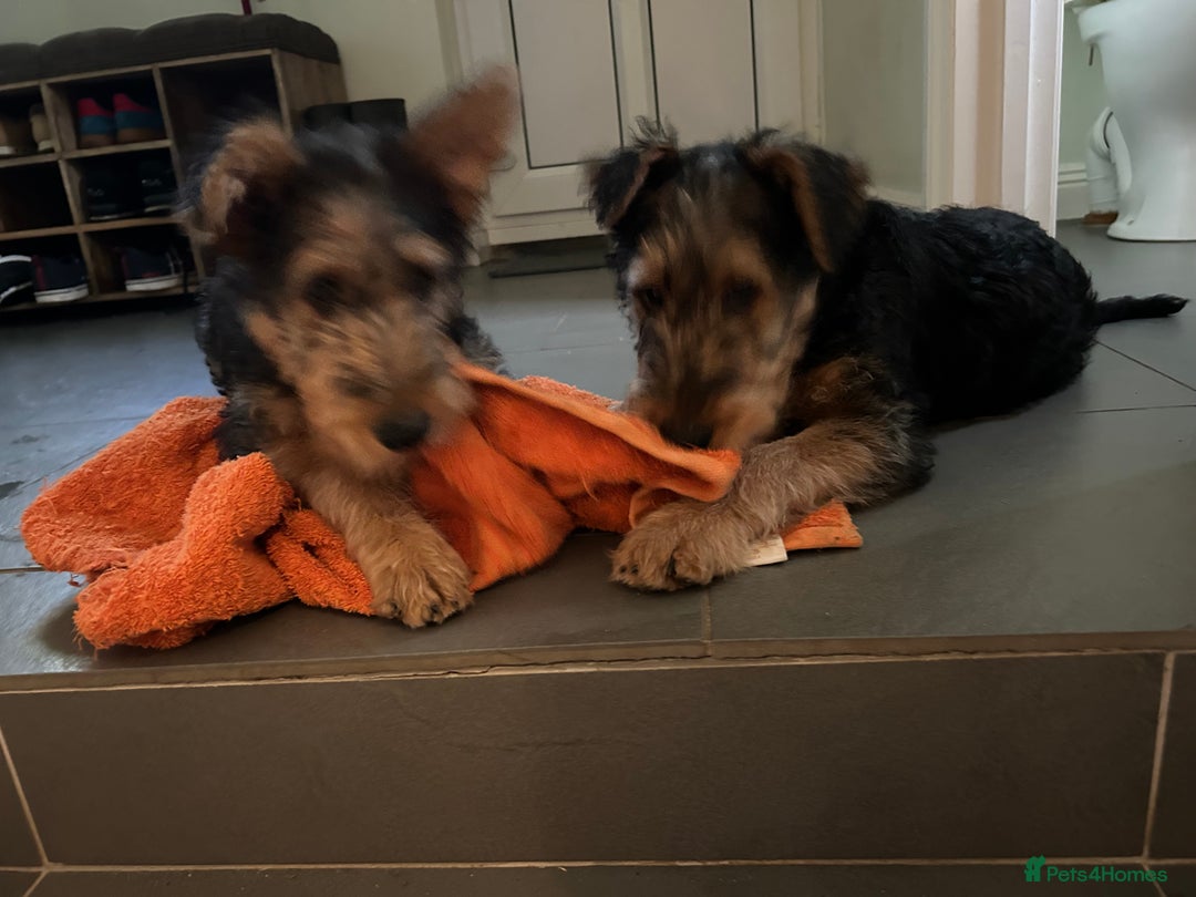 Airedale Terrier dogs for sale: Beautiful Airedale boy looking for his new home  - Advert 12