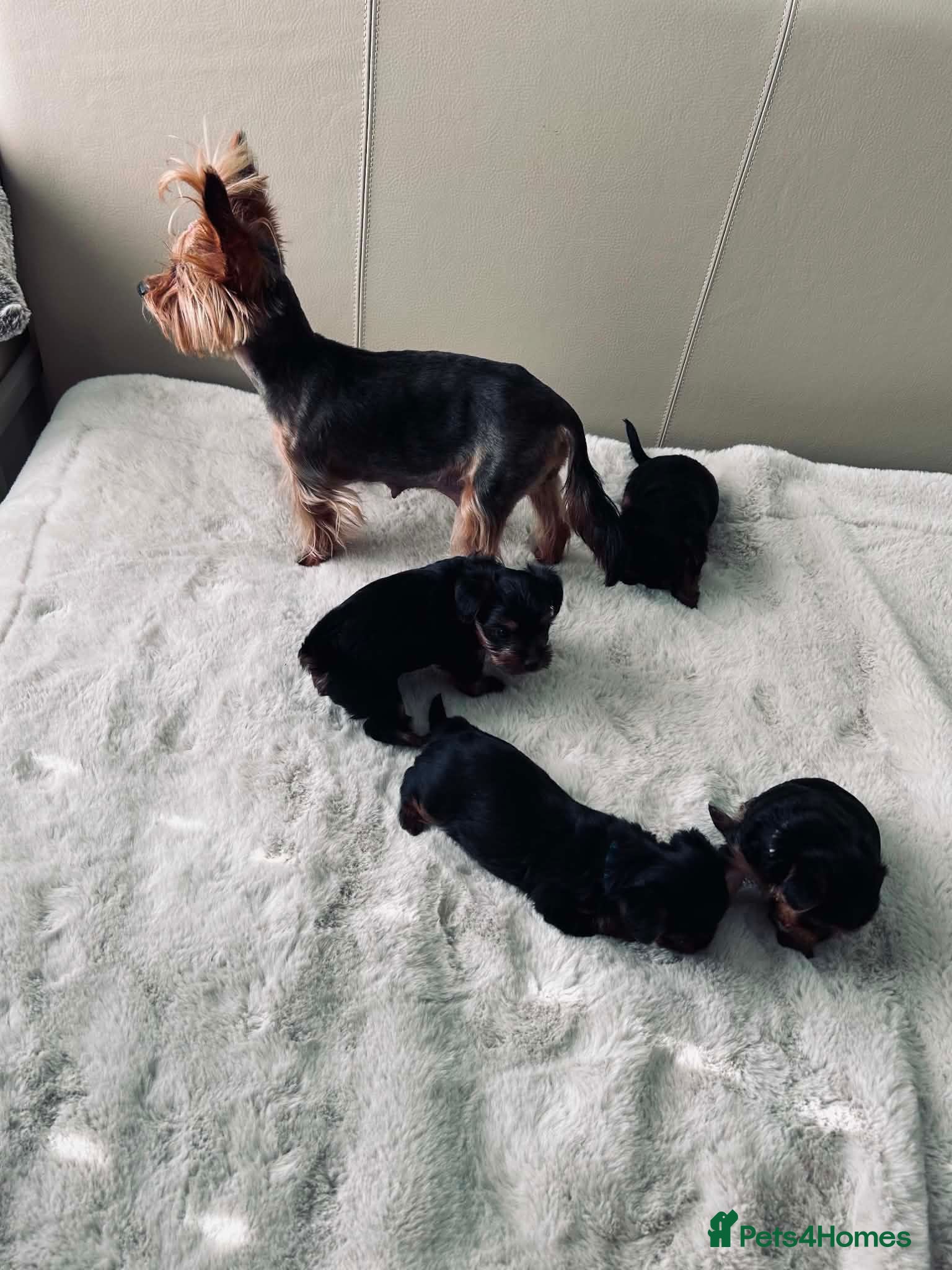 Yorkshire Terrier dogs Mini Yorkshire terrier pupies ready to leave - Advert 11