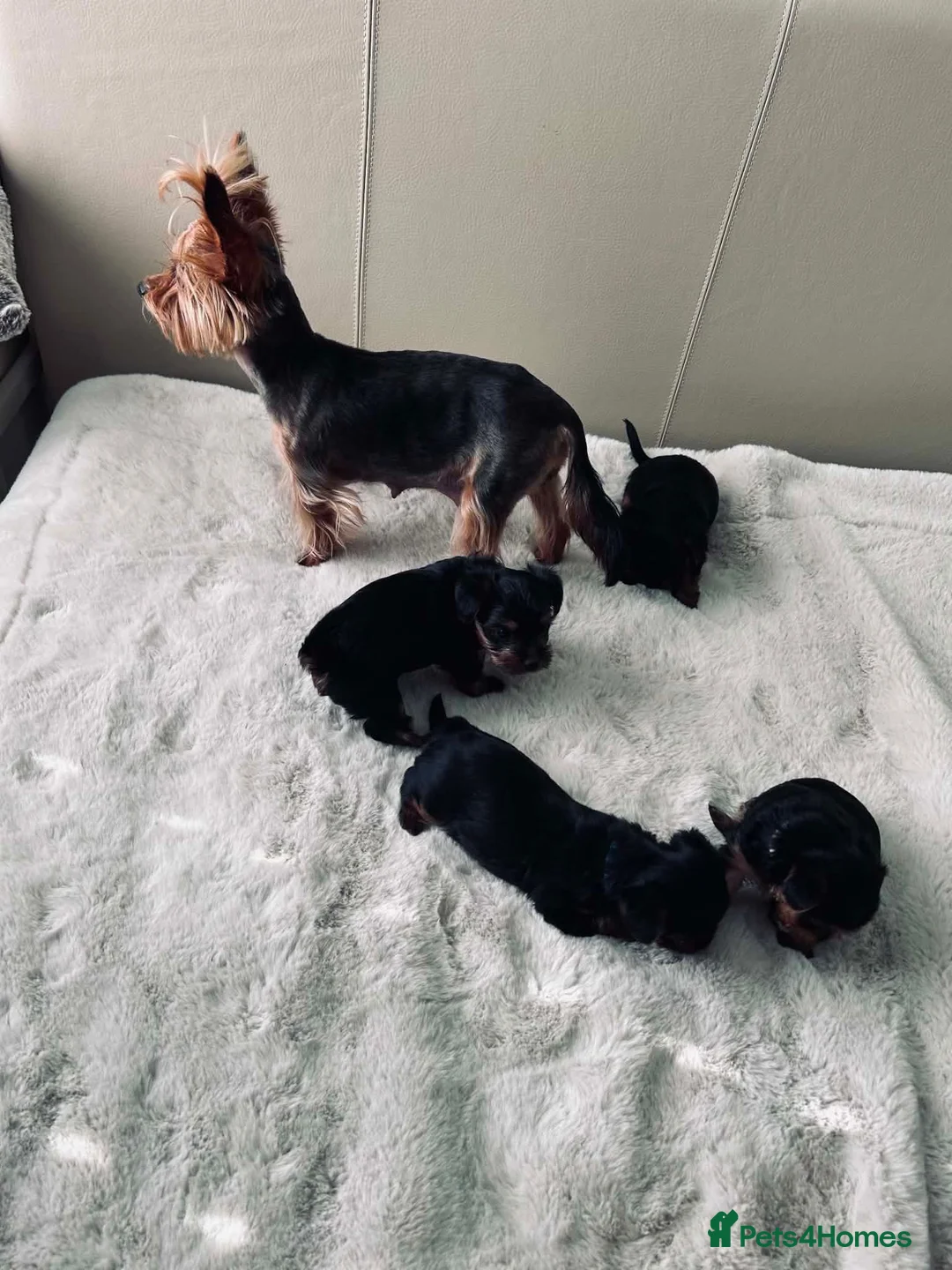 Yorkshire Terrier dogs for sale: Mini Yorkshire terrier pupies ready to leave in Peterborough - Advert 1