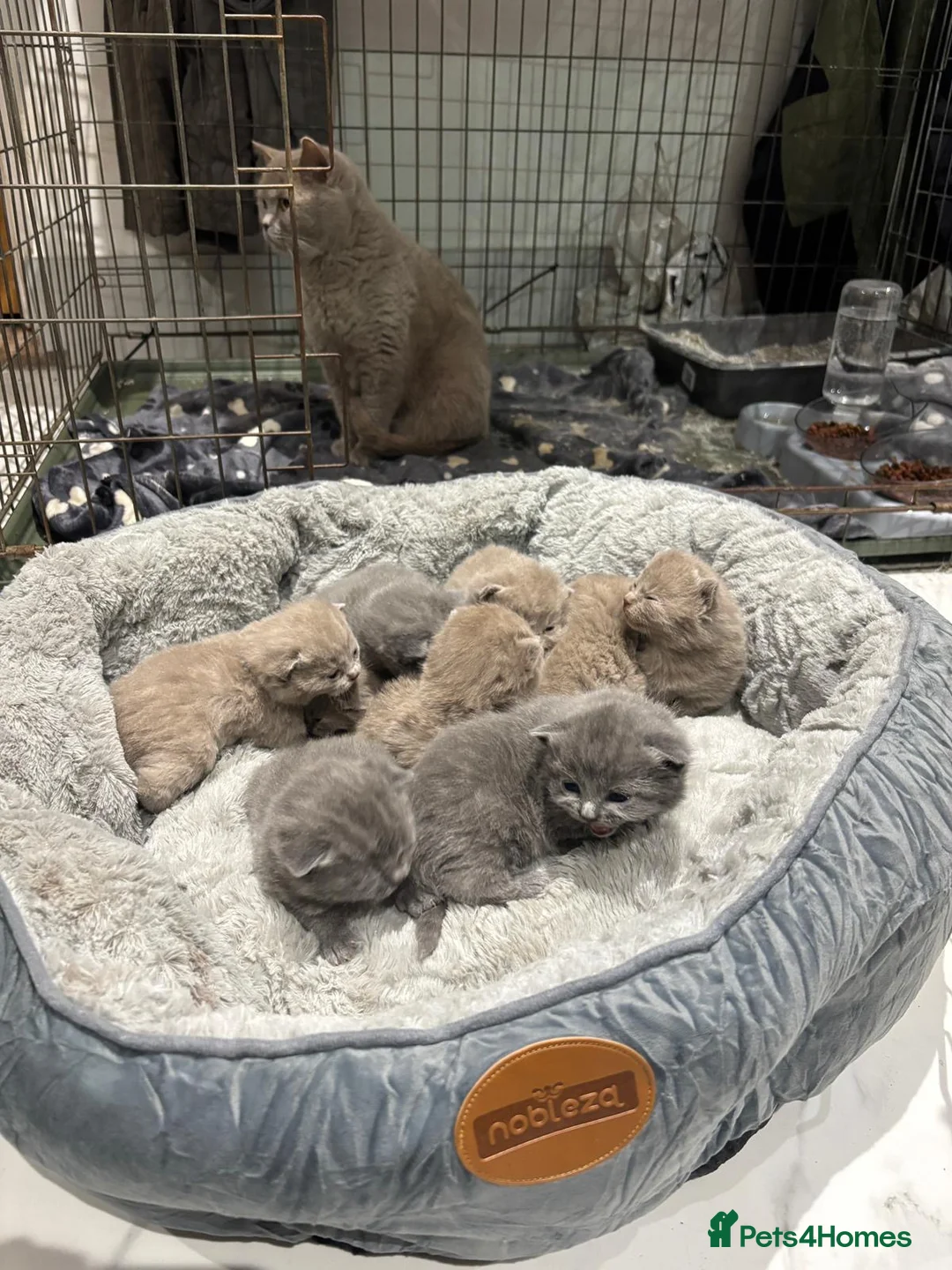British Shorthair cats for sale: British shorthair kittens 🐈‍⬛  - Advert 6