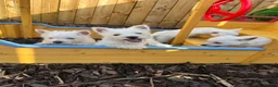 West Highland Terrier dogs for sale: Westies  - Advert 1