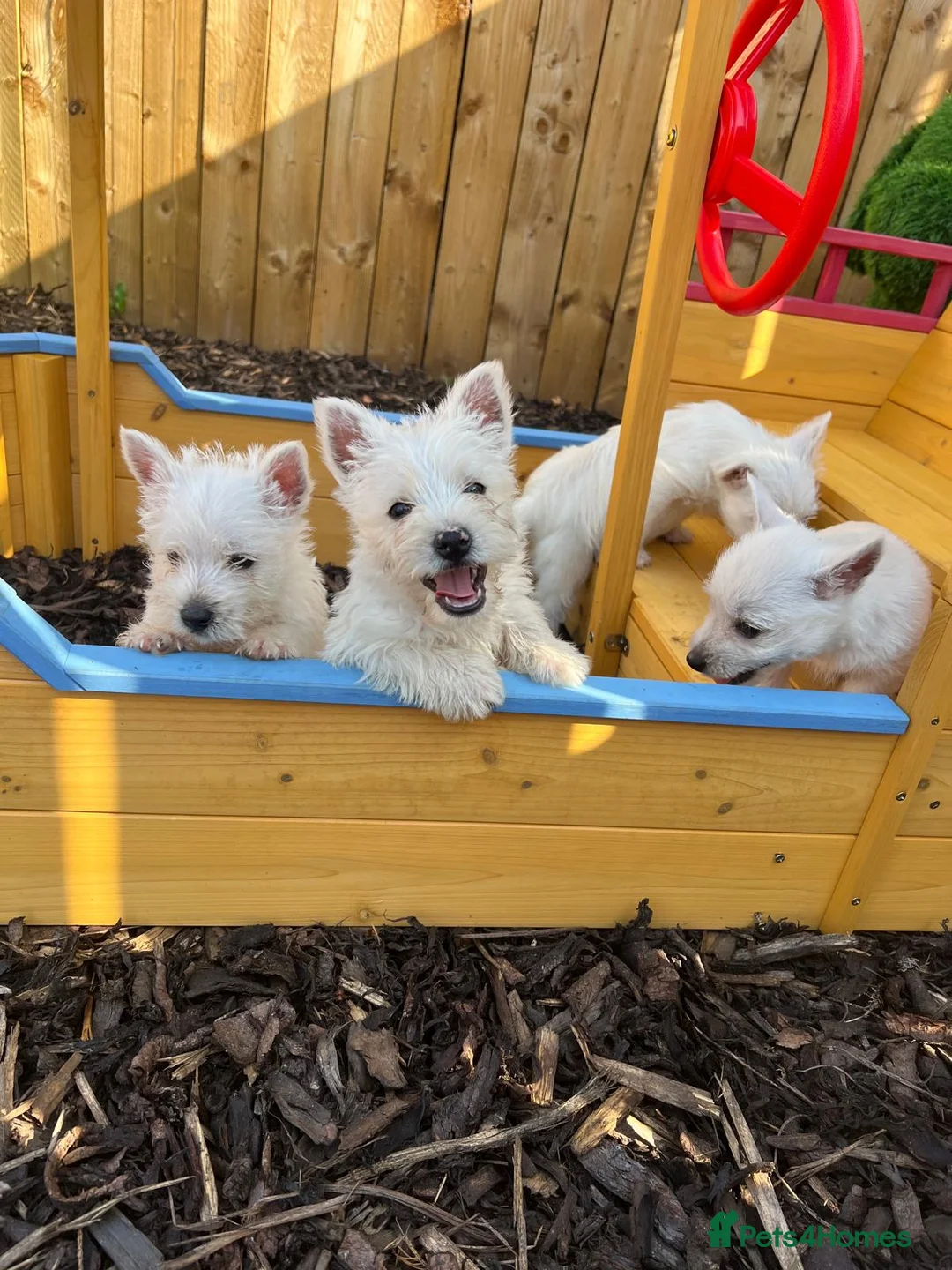 West Highland Terrier dogs for sale: Westies  - Advert 1