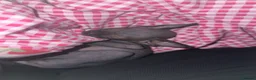 Sphynx cats for sale: 4 Sphynx Kittens - Advert 3