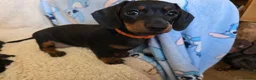 Dachshund dogs for sale: Six beautiful miniature smooth haired dachshunds - Advert 13