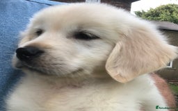 Golden Retriever dogs for sale: Super litter of Goldie pups carrying some colour  - Image 11