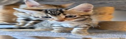Bengal cats for sale: Beautiful bengal cross kittens - Advert 5
