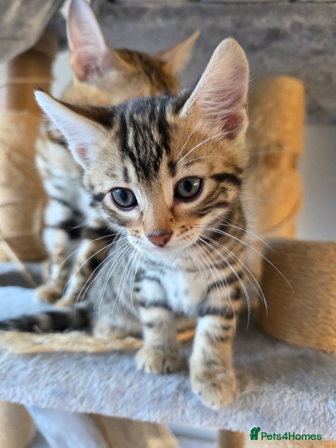 Bengal cats for sale: Beautiful bengal cross kittens - Advert 5