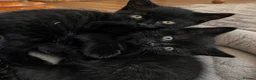 British Shorthair cats for sale: British Shorthair Kittens - Advert 6