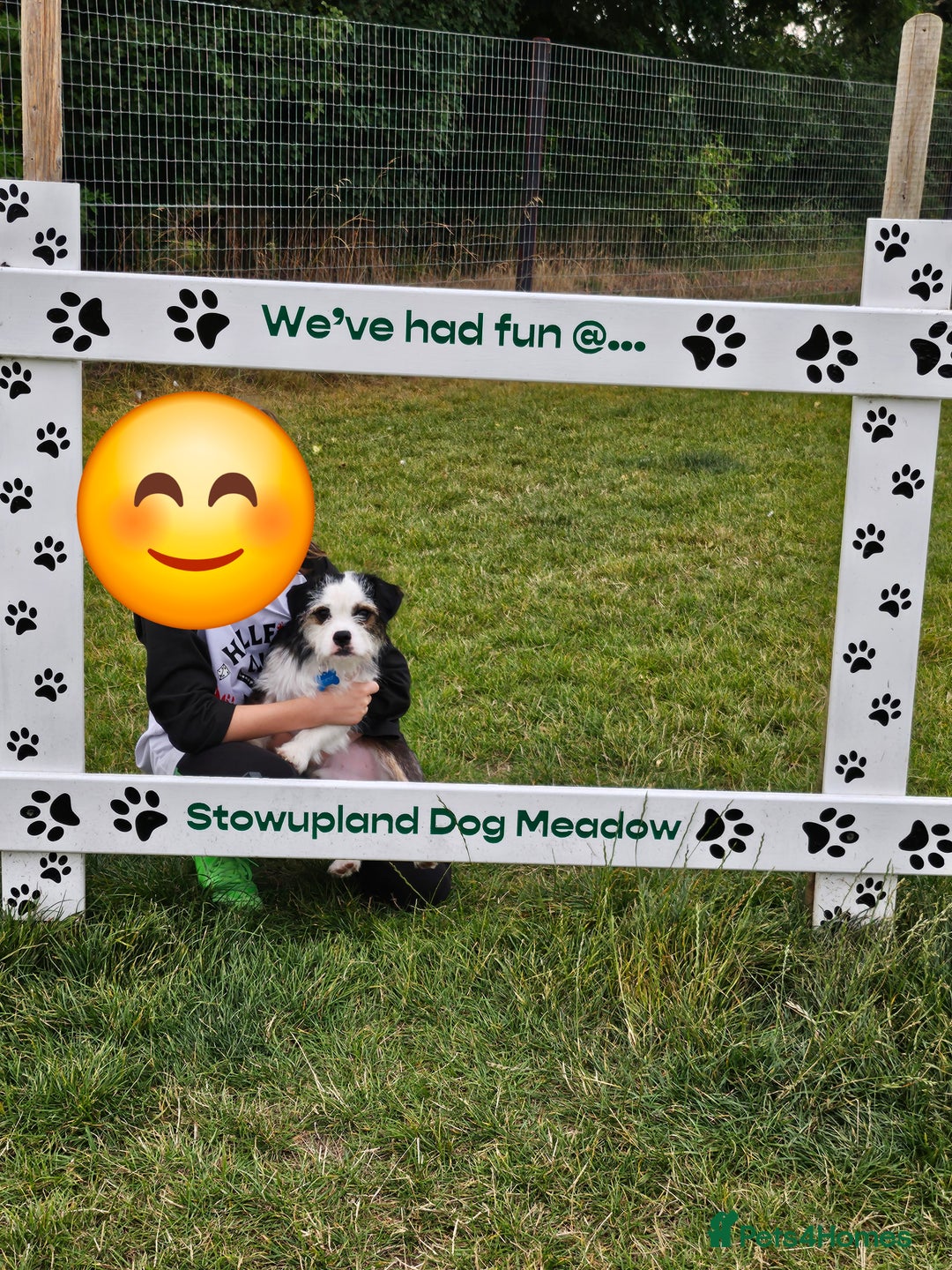 Mixed Breed dogs for sale: Ben for adoption  - Advert 6