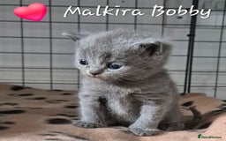 British Shorthair cats for sale: Stunning Champion Bloodline TICA reg kittens - Image 14