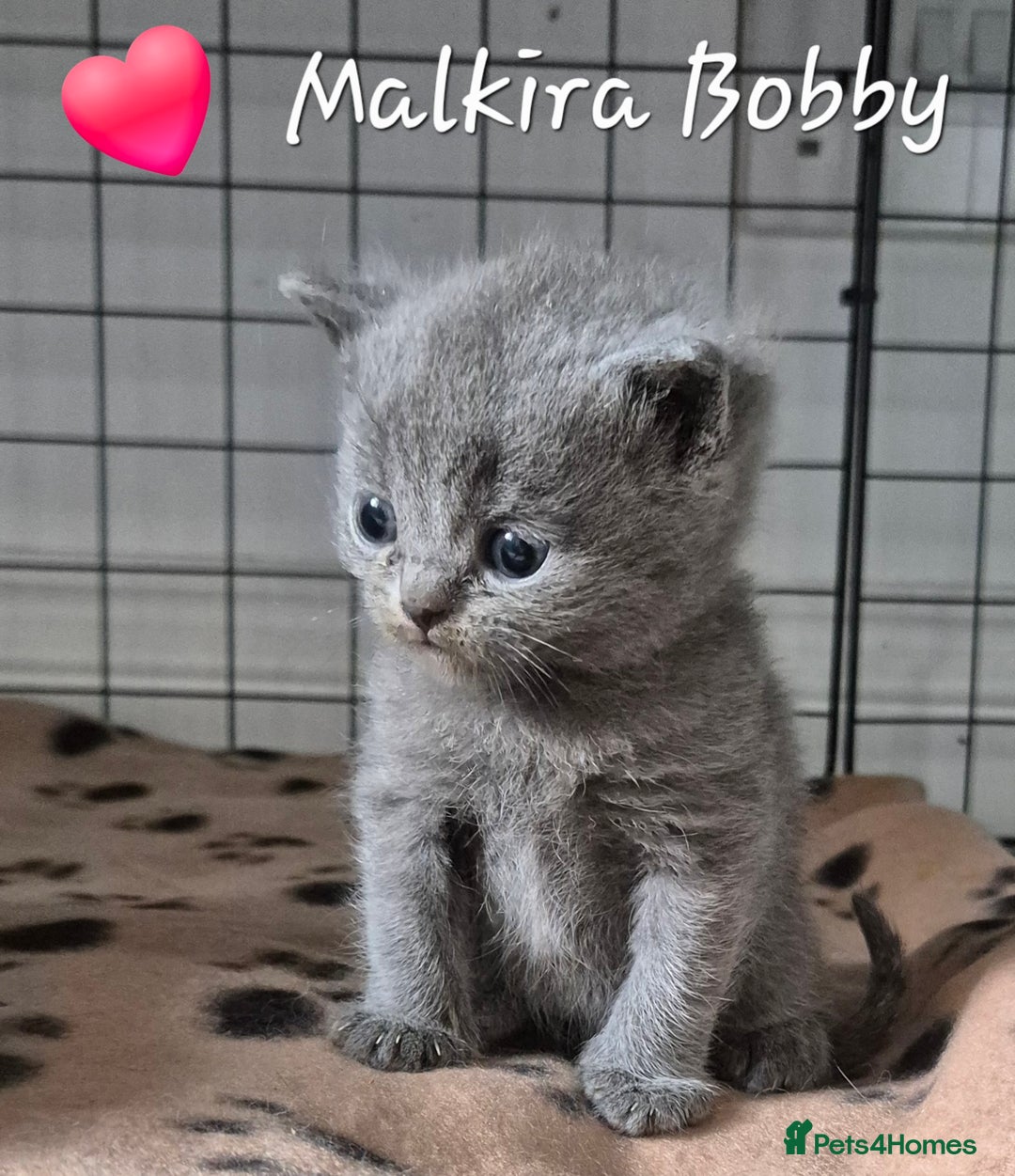 British Shorthair cats for sale: Stunning Champion Bloodline TICA reg kittens - Image 14