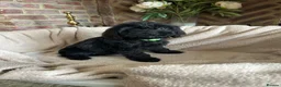 Cavapoo dogs for sale: Adorable Cavapoo puppies  - Advert 24