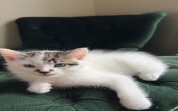 Mixed Breed cats for sale: Kittens for sale  - Image 8