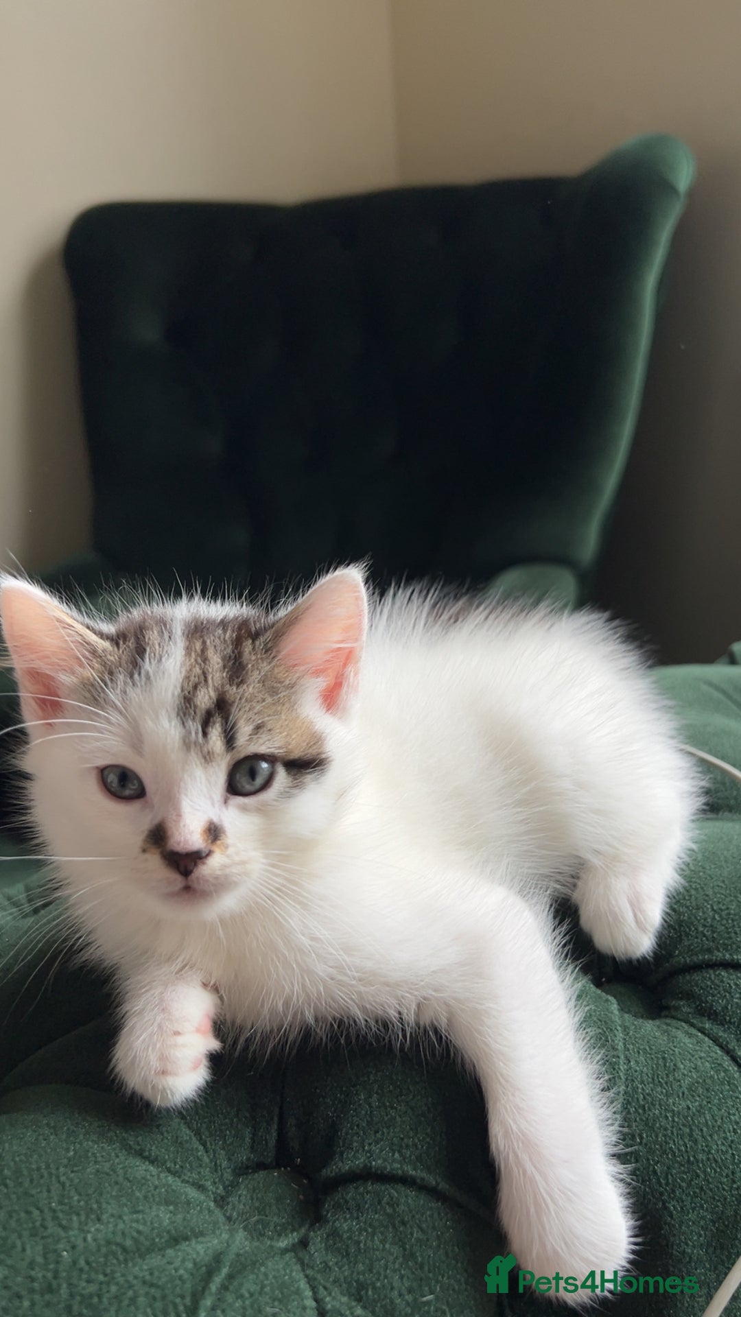 Mixed Breed cats for sale: Kittens for sale  - Image 8