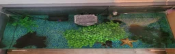 Turtle reptiles for sale: Black musk turtle and tank in Walsall - Advert 4