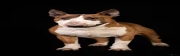 English Bull Terrier dogs for sale: KC Registered English Bull Terrier puppies - 14/6 - Advert 3