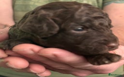 Miniature Poodle dogs for sale: Stunning Miniature Poodle Pups - Image 6