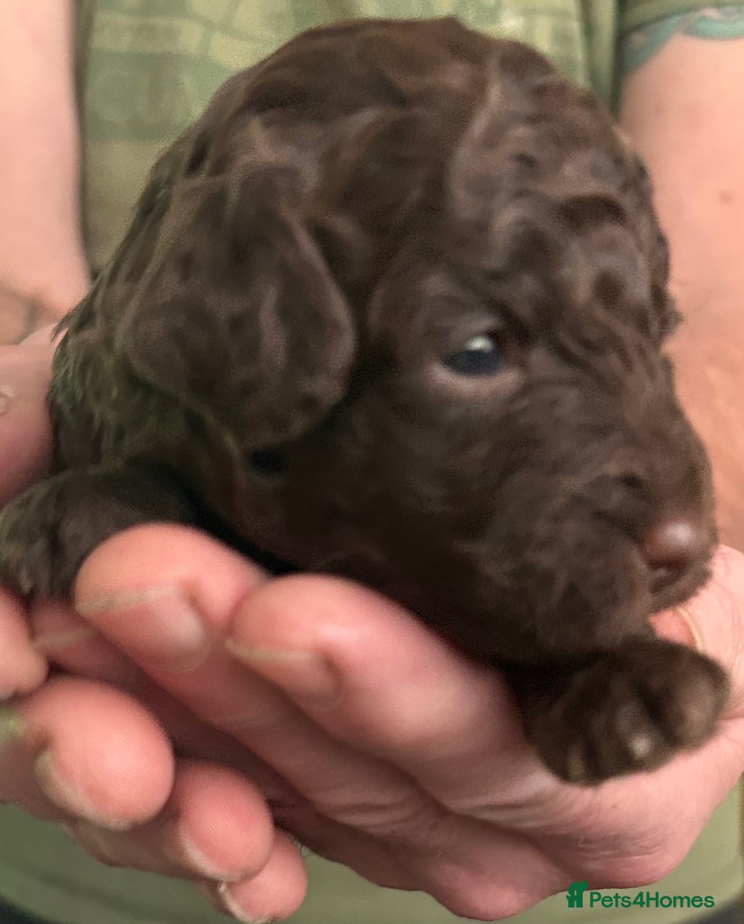 Miniature Poodle dogs for sale: Stunning Miniature Poodle Pups - Image 6