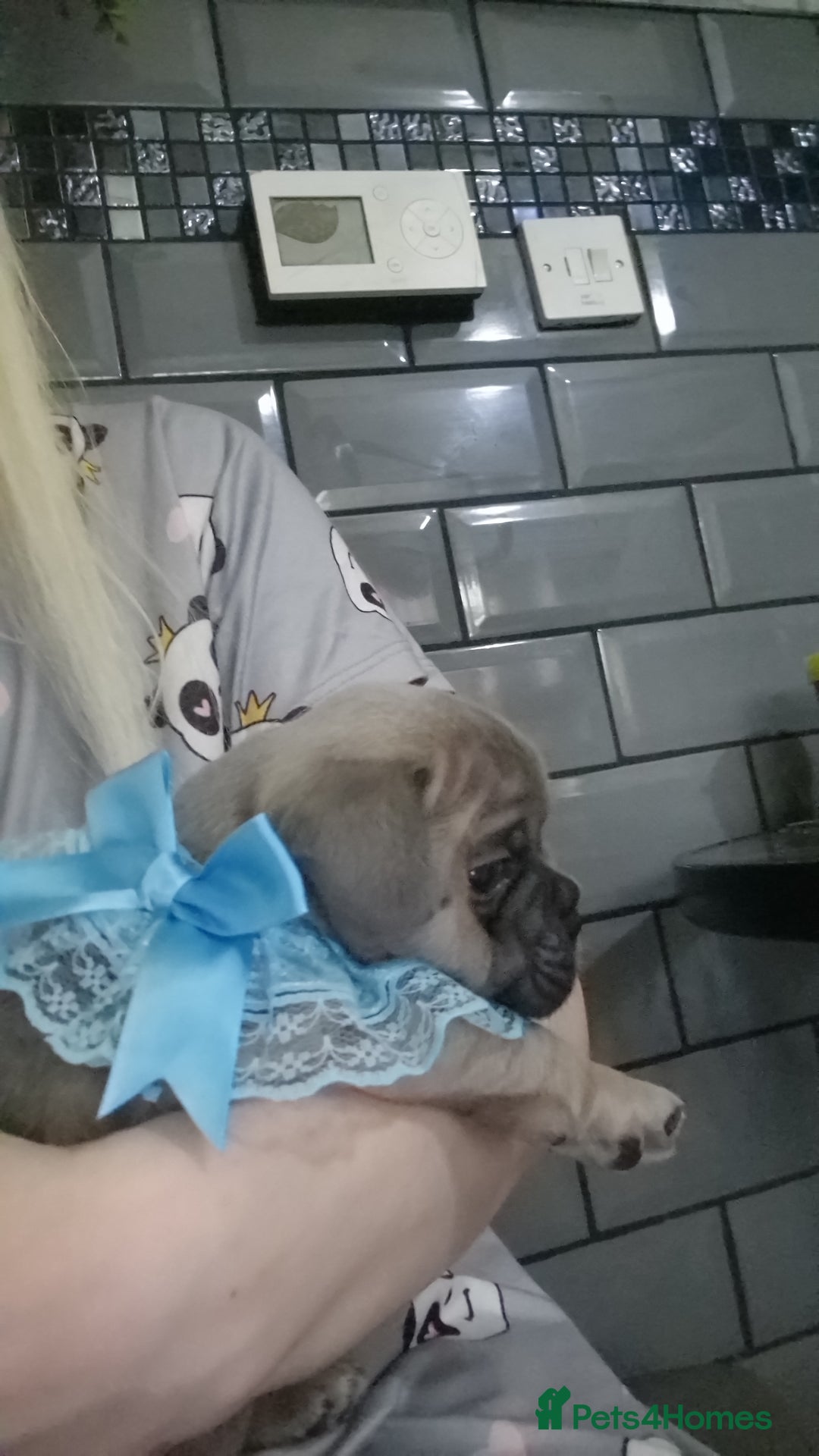 French Bulldog dogs for sale: French bulldog puppie blue male - Image 3