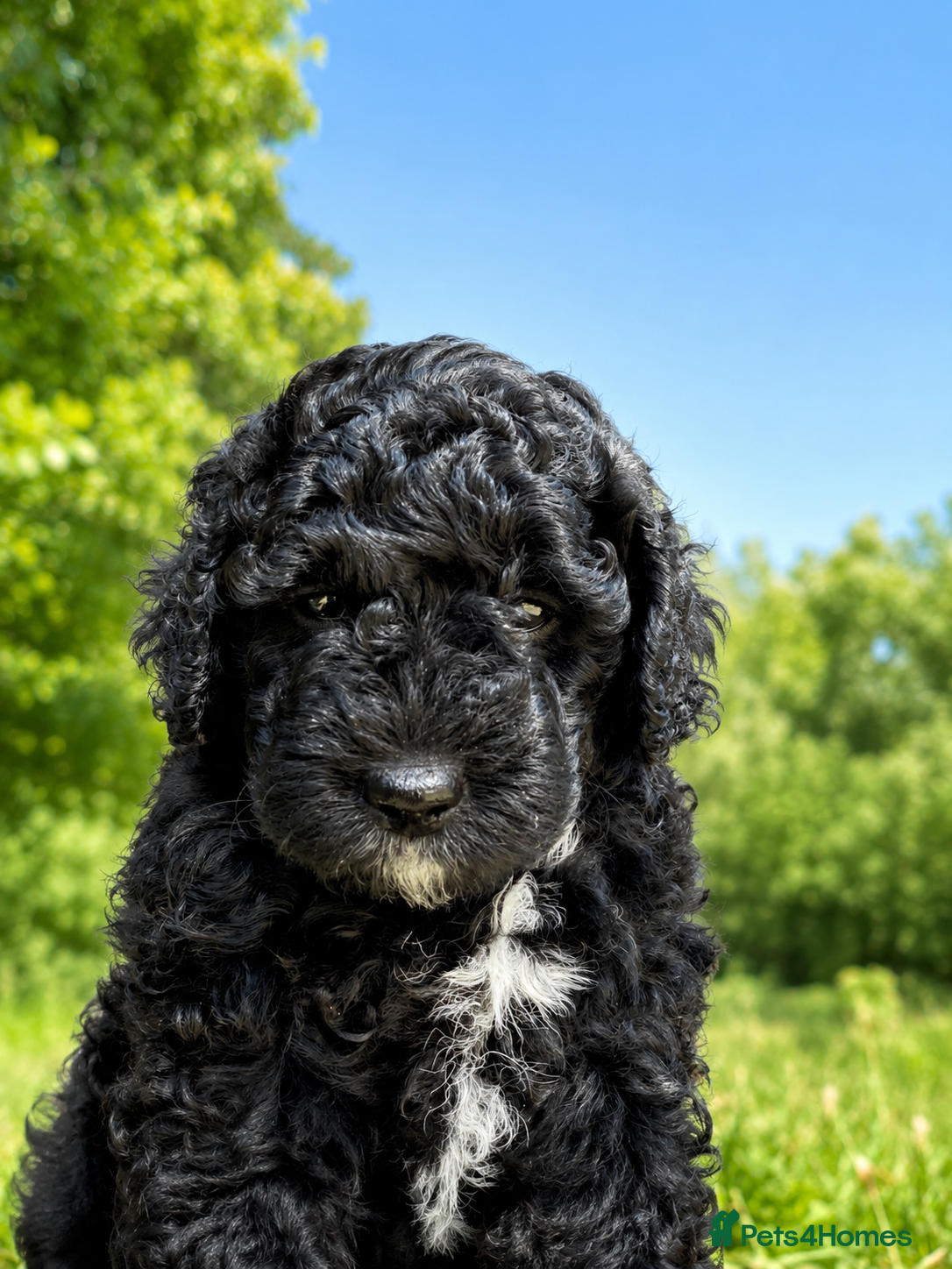 Double Doodle dogs AUSTRALIAN LABRADOODLE - LAST GIRL AVAILABLE - Advert 1