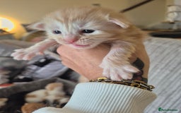 Maine Coon cats for sale: Beautiful Maine Coon Floofs - Image 7