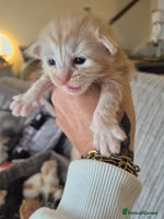 Maine Coon cats - Advert 13