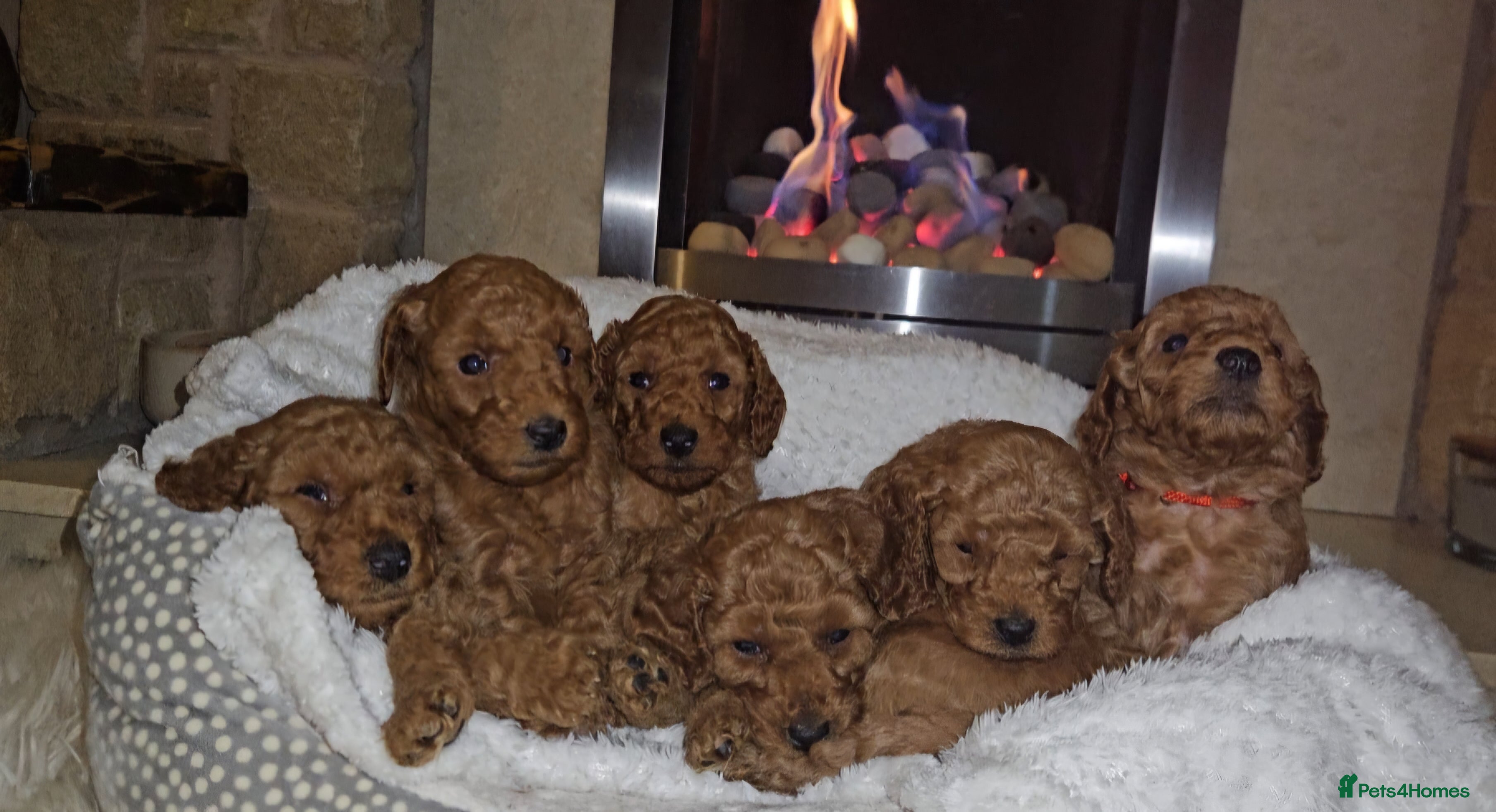 Miniature Poodle dogs Adorable miniature poodle puppies - Advert 1