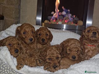 Miniature Poodle dogs Adorable miniature poodle puppies - Advert 2
