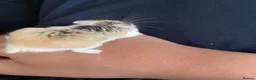 Hamster rodents for sale: Hamster rehoming - Advert 3