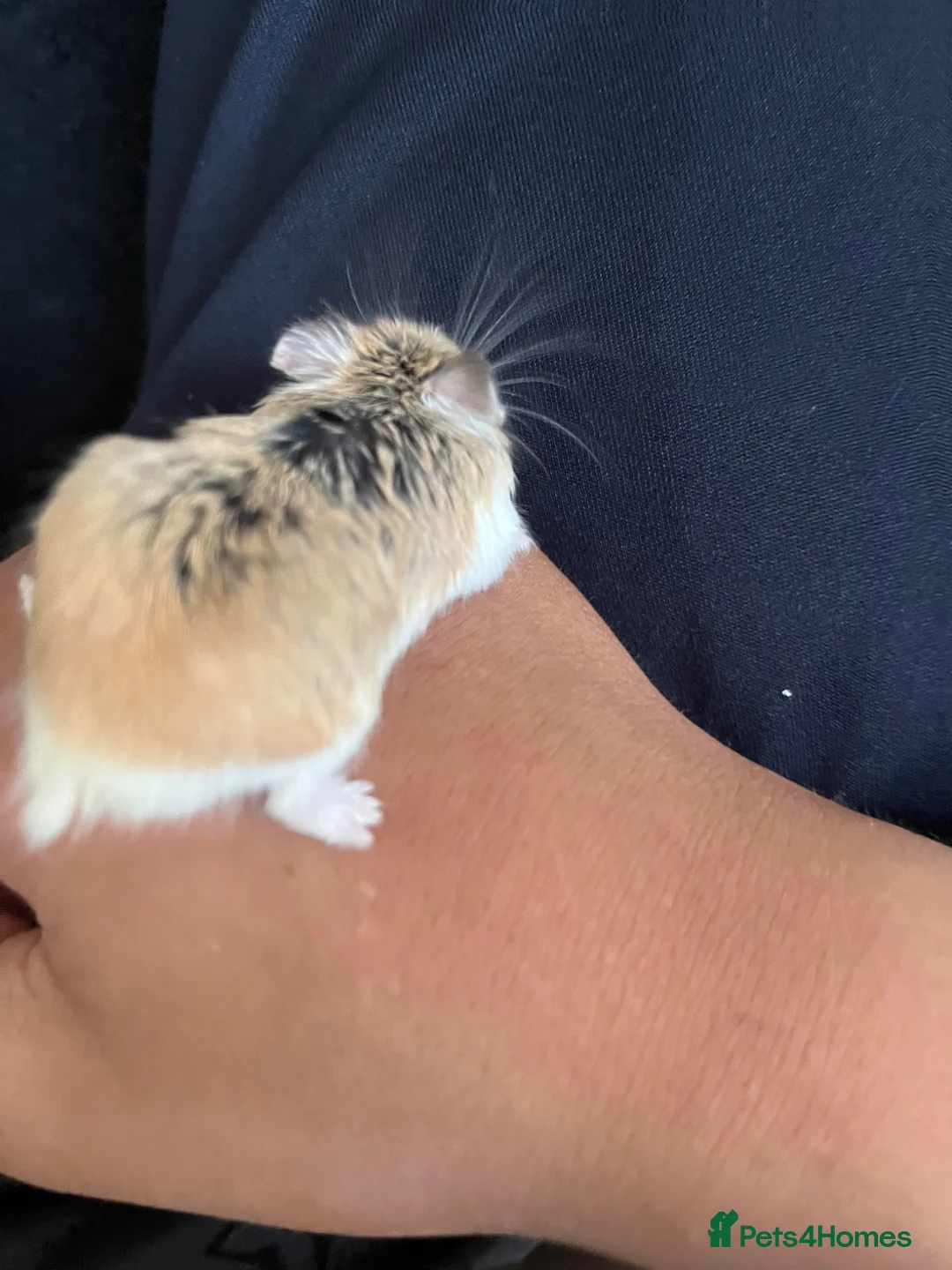Hamster rodents for sale: Hamster rehoming - Advert 3