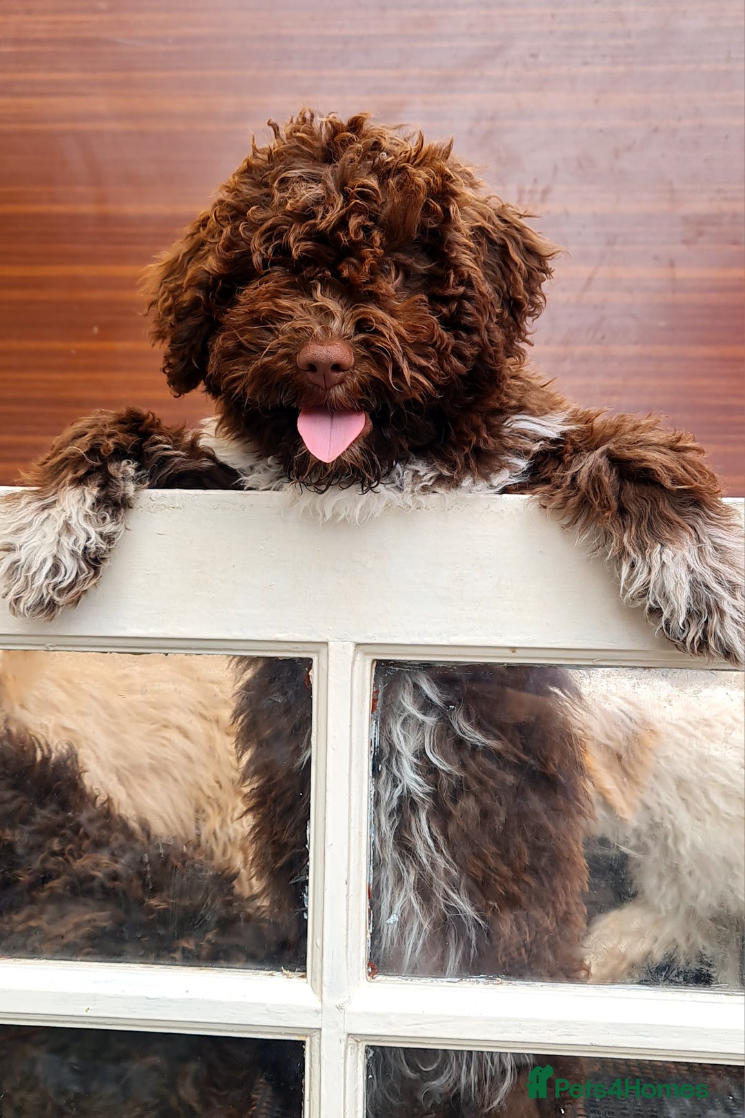 Lagotto Romagnolo dogs for sale: ❗️Ready to go❗️Lagotto - The best breed ever in London - Image 4