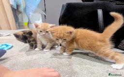 Maine Coon cats for sale: Main coon cross with British short hair - Image 1