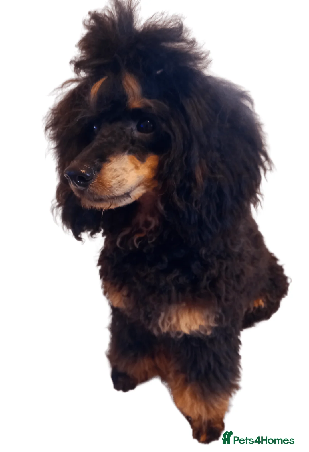 Labradoodle dogs for stud: Pra clear Kc reg phantom toy poodle for stud in Manchester - Advert 4