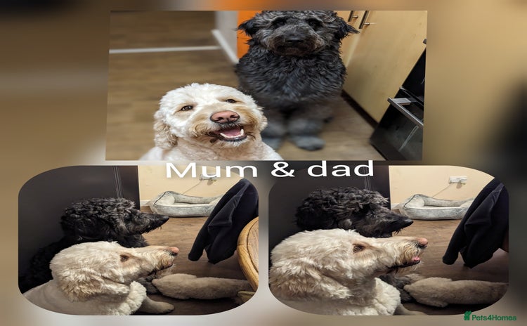 Goldendoodle dogs - Advert 2