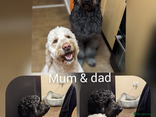 Goldendoodle dogs - Advert 2