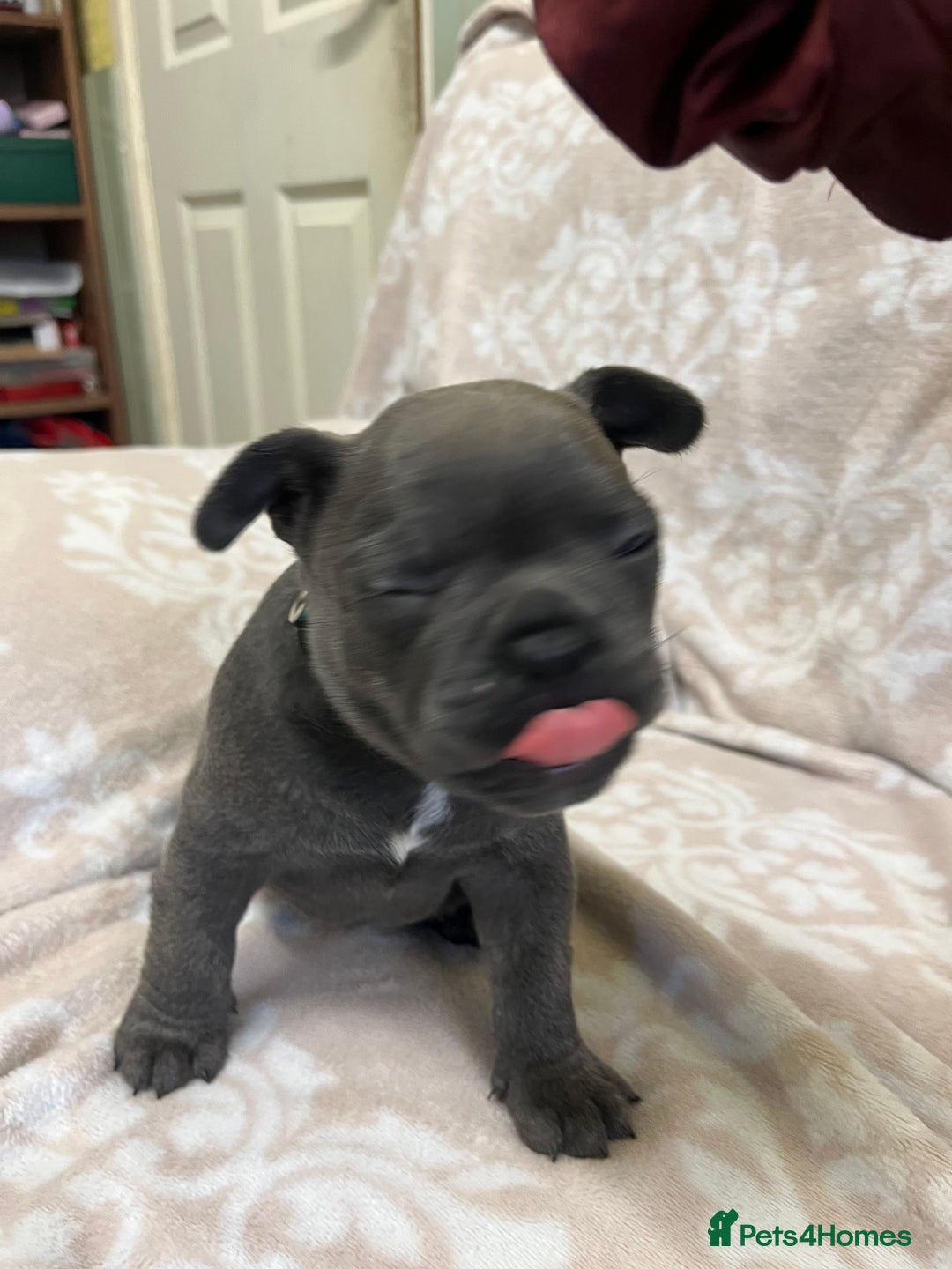 French Bulldog dogs for sale: Lovely Frenchies  - Advert 7