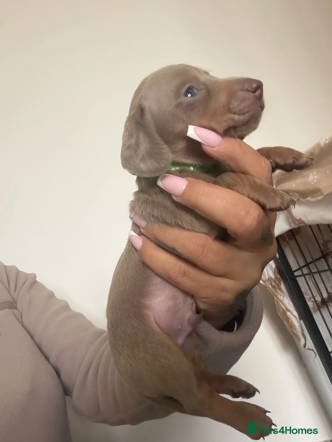 Miniature Dachshund dogs for sale: Miniature Dachshund adorable Puppies ❤️ in Market Drayton - Advert 2