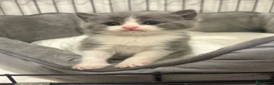 British Shorthair 1