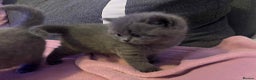 British Shorthair cats for sale: 3 Adorable BRITISH SHORTHAIR!!!!  - Advert 20