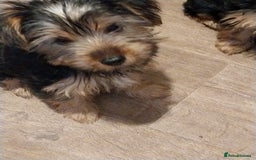 Yorkshire Terrier dogs for sale: Puppies  - Image 6