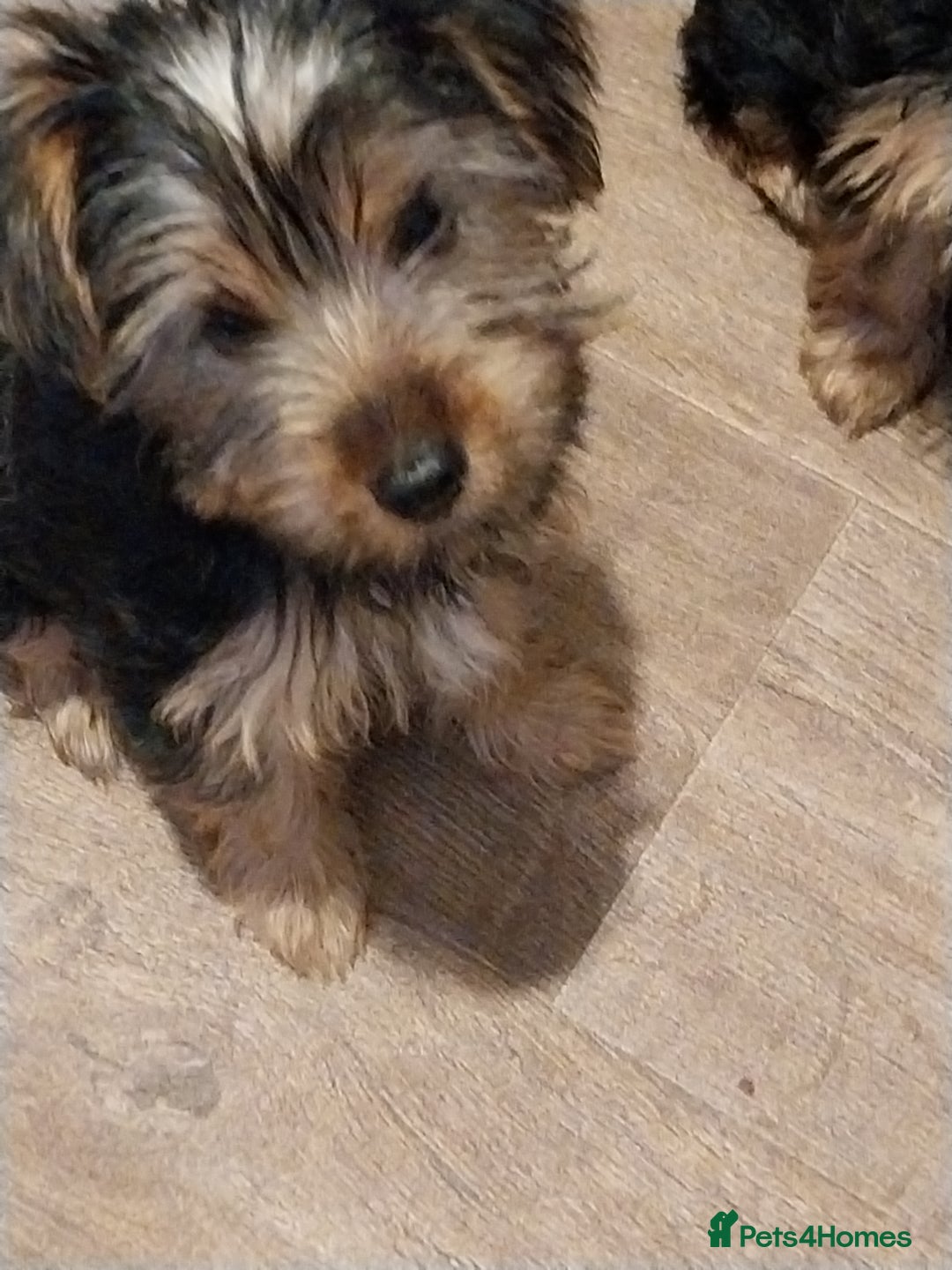 Yorkshire Terrier dogs for sale: Puppies  - Image 6
