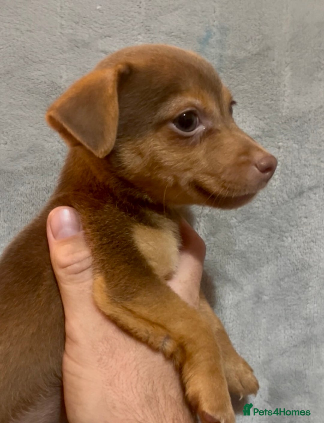 Jack Russell dogs for sale: 🌈 Rare Coloured Old Fashion Type Jack Russel’s 😂 - Image 2