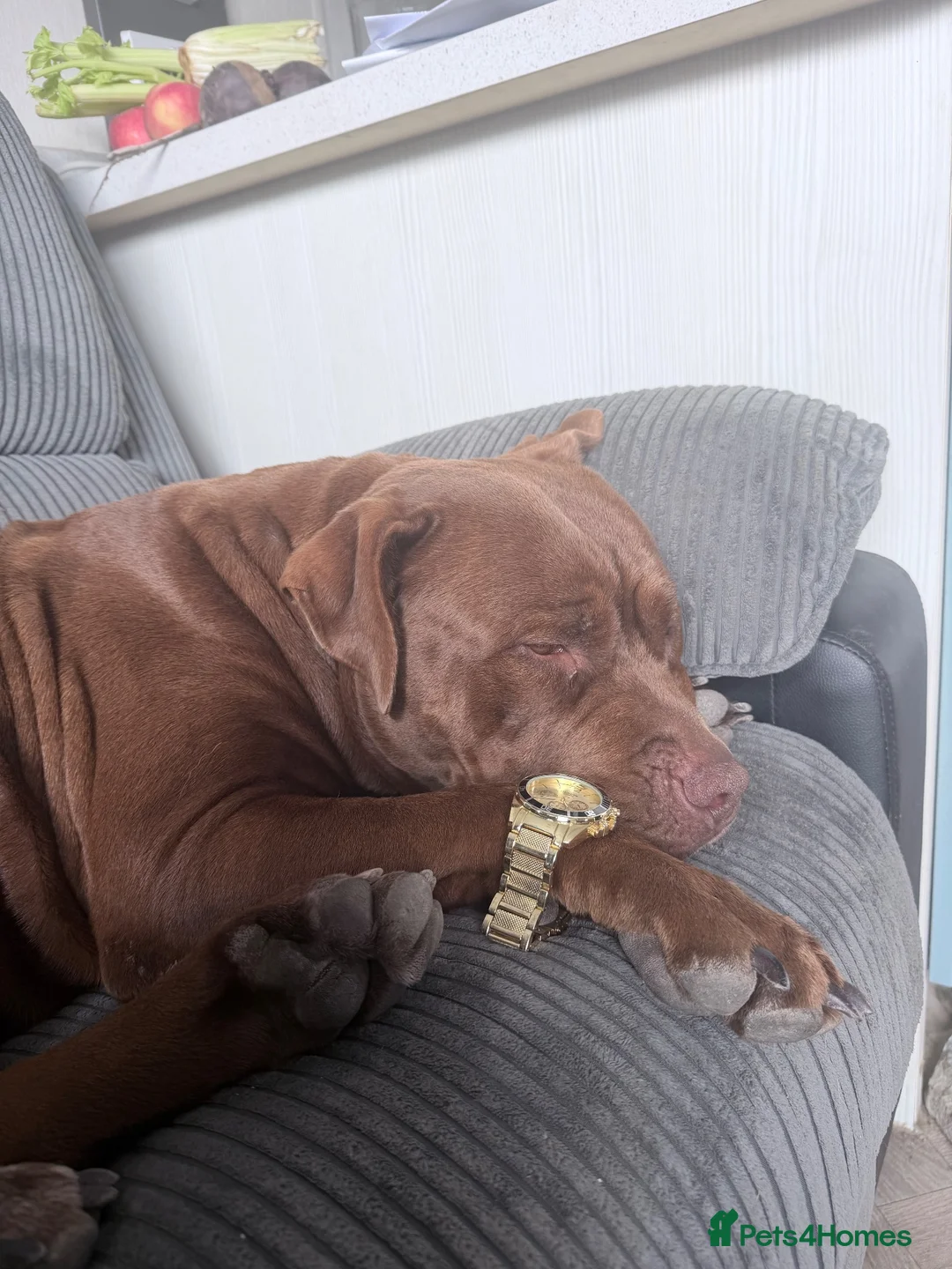 Mixed Breed dogs for sale: 2 puppies for sale in Llandysul - Advert 11