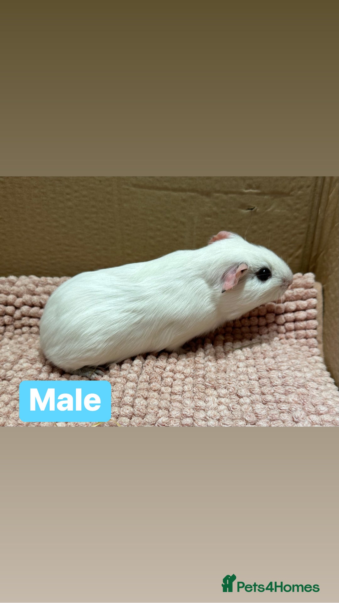 Guinea Pig rodents for sale: Young Guinea pigs  - Advert 8