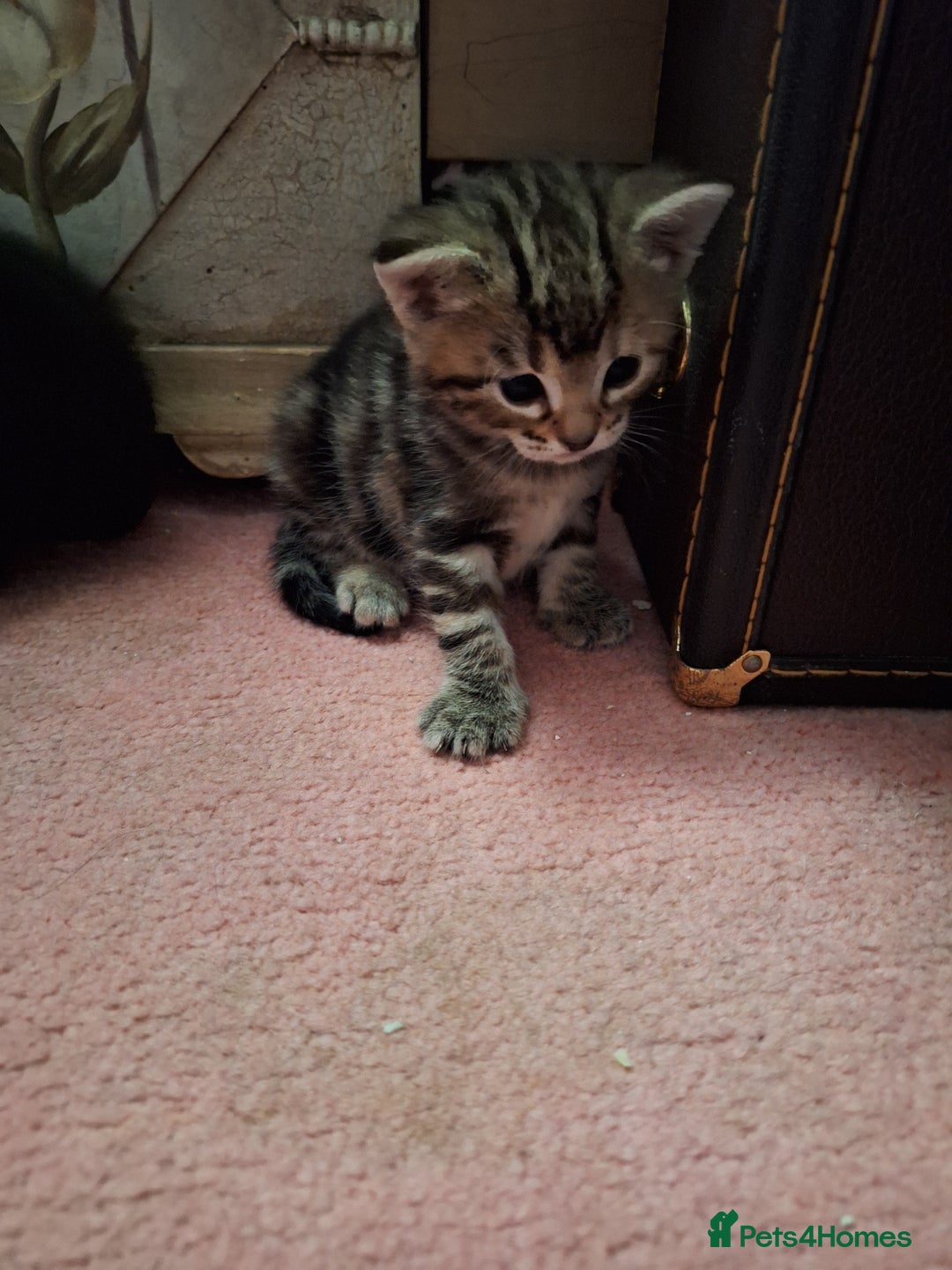 Domestic Shorthair cats for sale: ✨️ Beautiful 2 kittens 🩷🩵 Ready for homes now ✨️ - Image 9