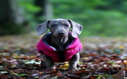 Mixed Breed dogs for sale: Dachshund and cocker spaniel puppies  - Image 6