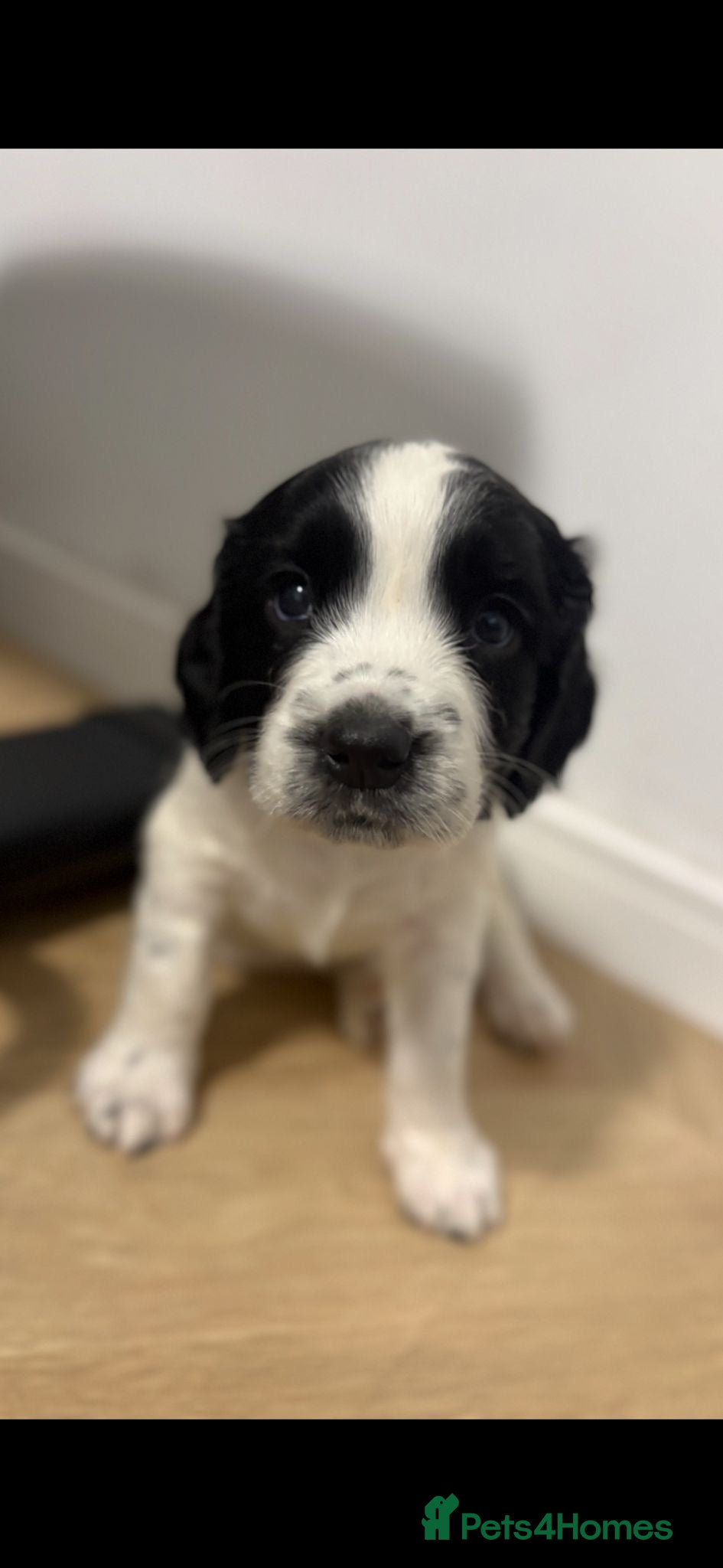 English Springer Spaniel dogs 4 weeks old🐶❤️AdorableSpringerSpanielPuppie 🐶❤️  - Advert 2