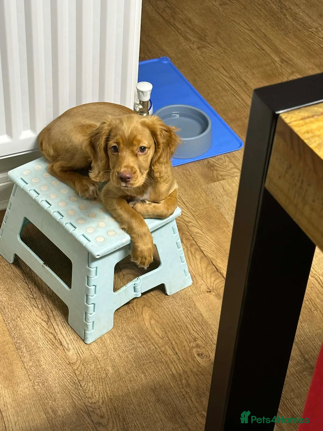Cocker Spaniel dogs for sale: Beautiful 5 month old Cocker Spaniel Girl  - Advert 1