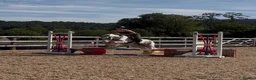 Irish Cob horses for sale: Rising 5 traditional 13hh gelding PC/allrounder - Advert 7