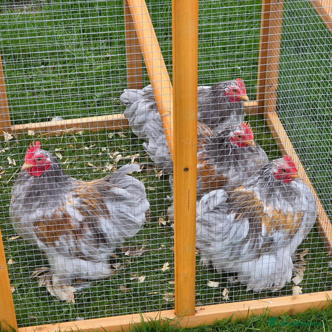 Chickens poultry for sale: Mottled Pekins - Advert 3